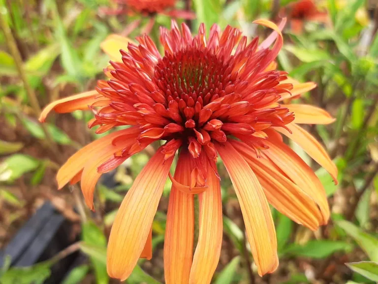 Echinacea purpurea 'Irresistible' (PBR)