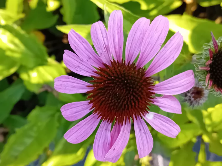 Echinacea purpurea 'Leuchtstern' (verbeterde)