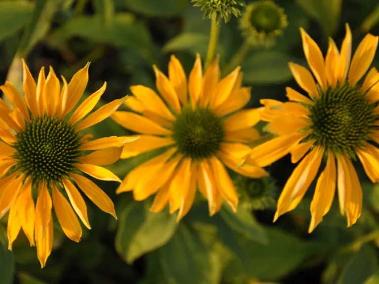 Echinacea purpurea 'Leilani' (PBR)