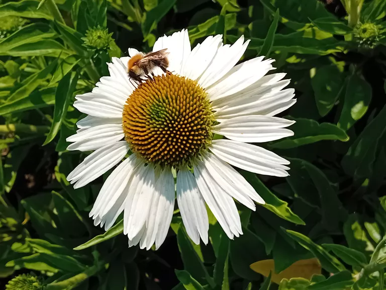 Echinacea purpurea 'Meditation White' (PBR)