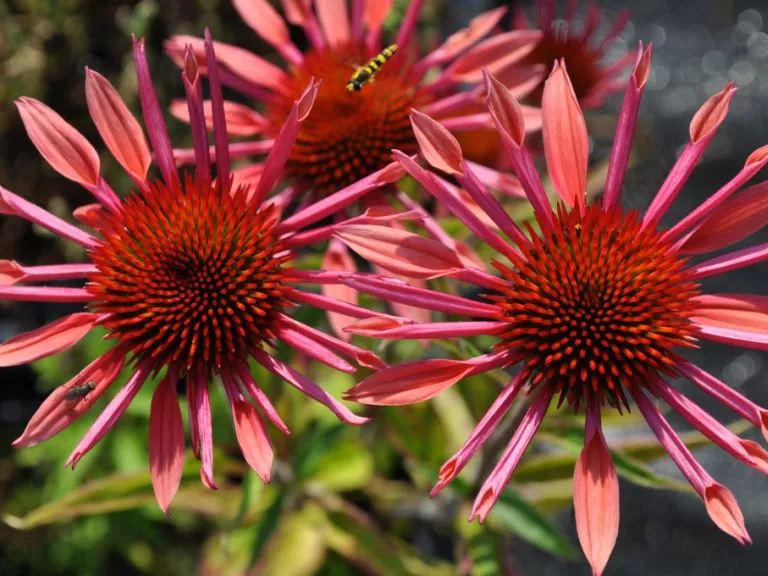 Echinacea purp. 'Sunset' ®