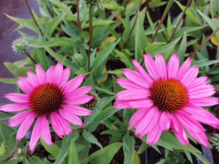 Echinacea purpurea 'Sunseekers Pink'