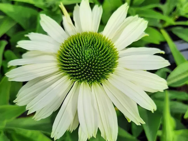 Echinacea purpurea 'Sunseekers White Perfection'