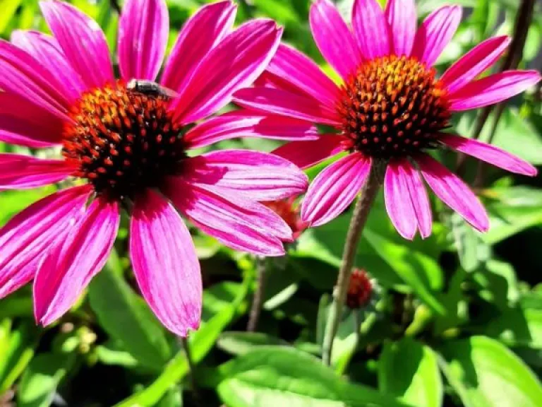 Echinacea purpurea 'Stiletto' (PBR)