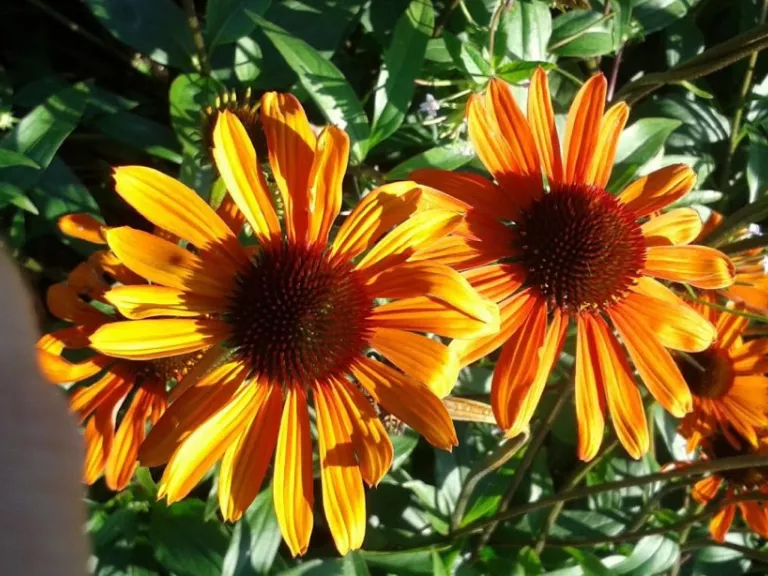 Echinacea purpurea 'Tiki Torch' (PBR)