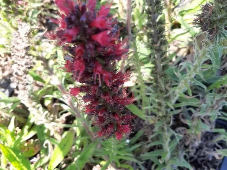 Echium russicum