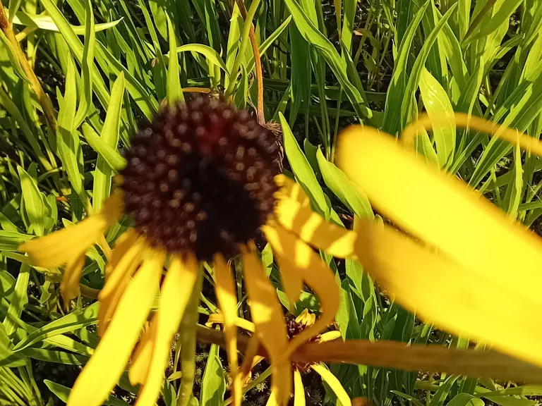 Echinacea paradoxa var. paradoxa