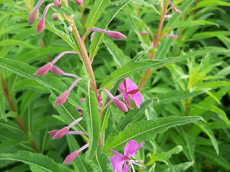 Epilobium angustifolium