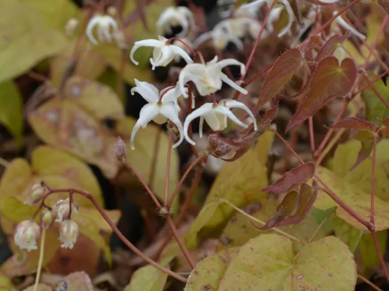 Epimedium grandiflorum. var. higoense
