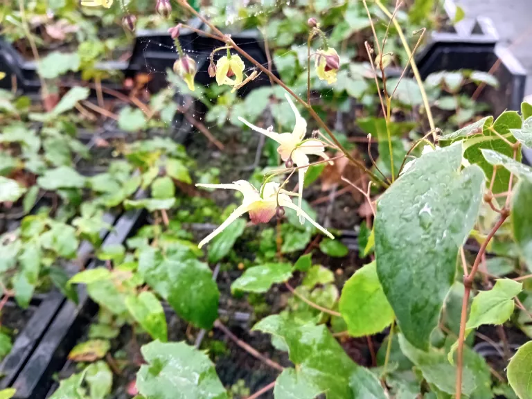 Epimedium hybride 'Domino'