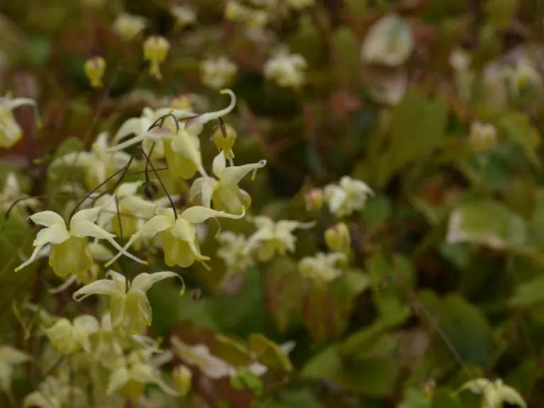 Epimedium hybride 'Flowers of Sulphur'