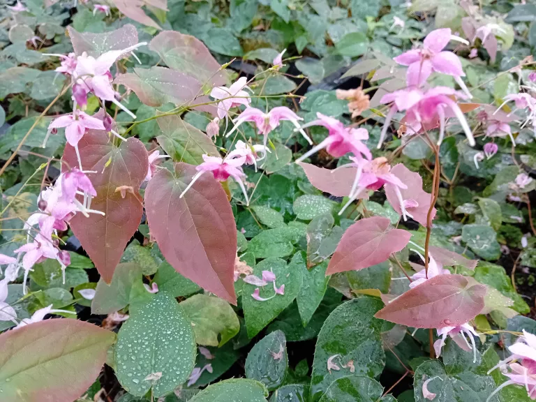 Epimedium hybride 'Pretty in Pink'