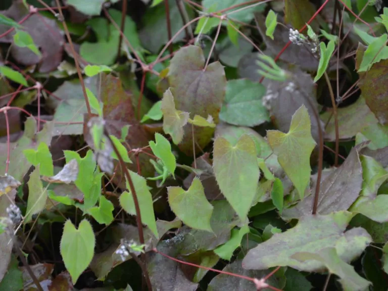 Epimedium hybride 'Red Maximum'