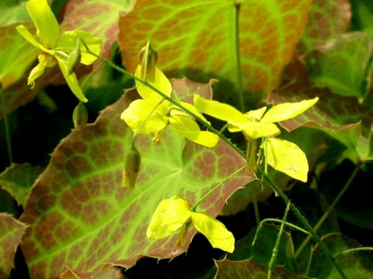 Epimedium perralchicum 'Frohnleiten'