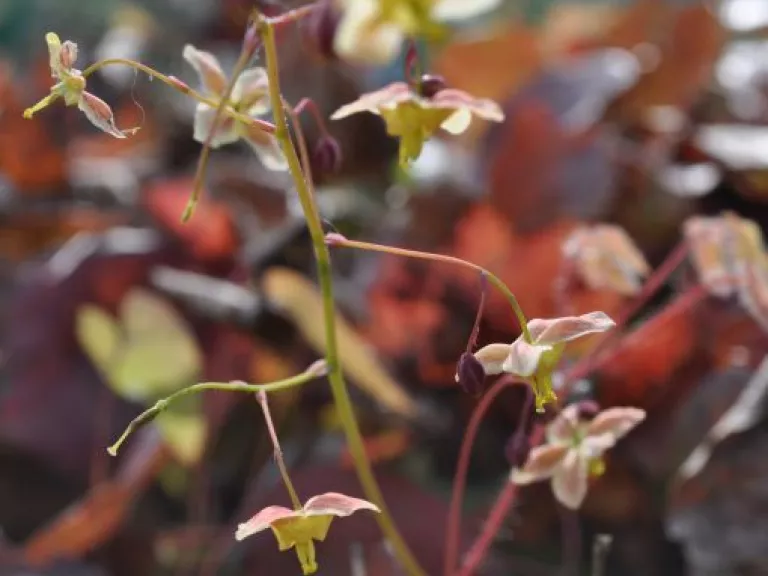Epimedium pinnatum 'Black Sea'