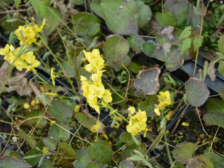 Epimedium pinnatum 'Elegans'