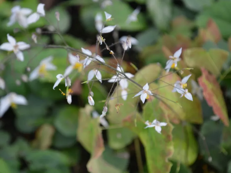 Epimedium stellulatum 'Wudang Star'