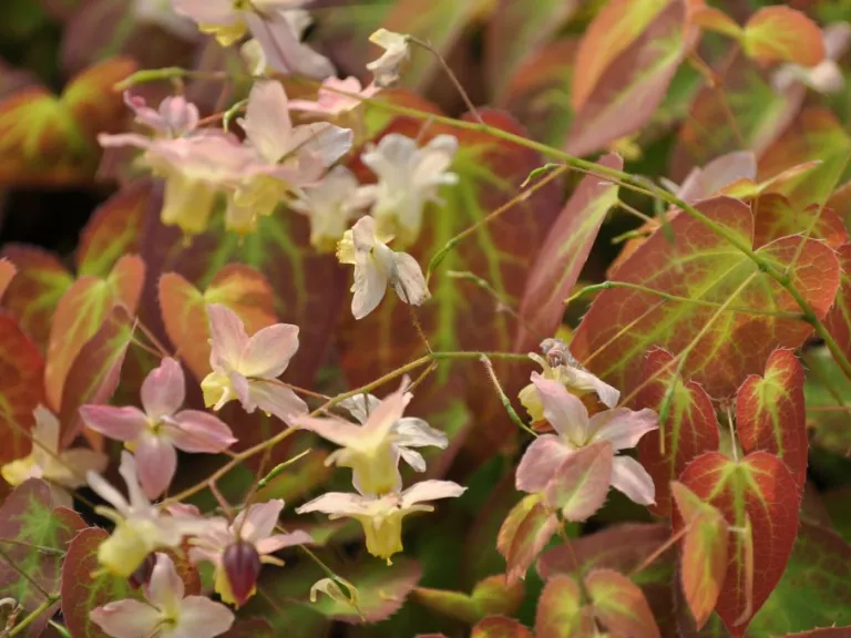 Epimedium versicolor 'Cupreum' LICHT GEW