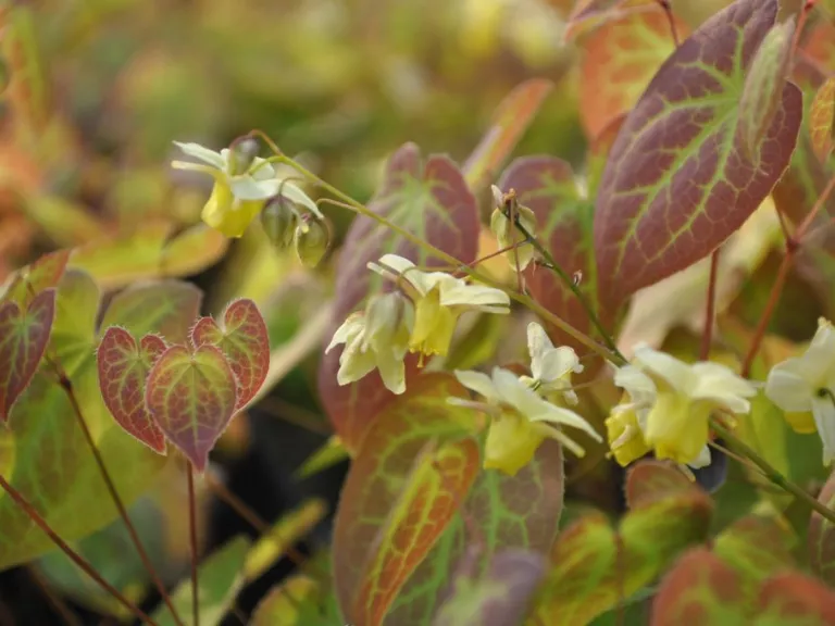 Epimedium versicolor 'Sulphureum'