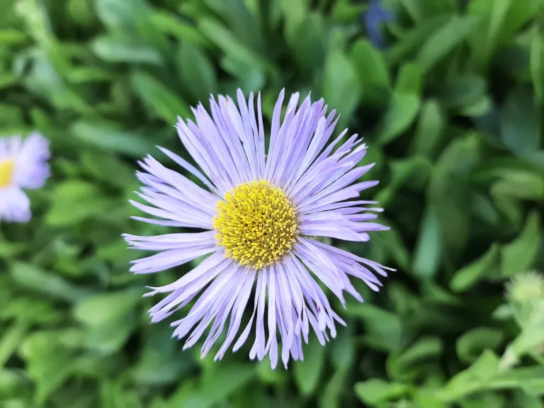 Erigeron hybride 'Mrs. E.H. Beale'
