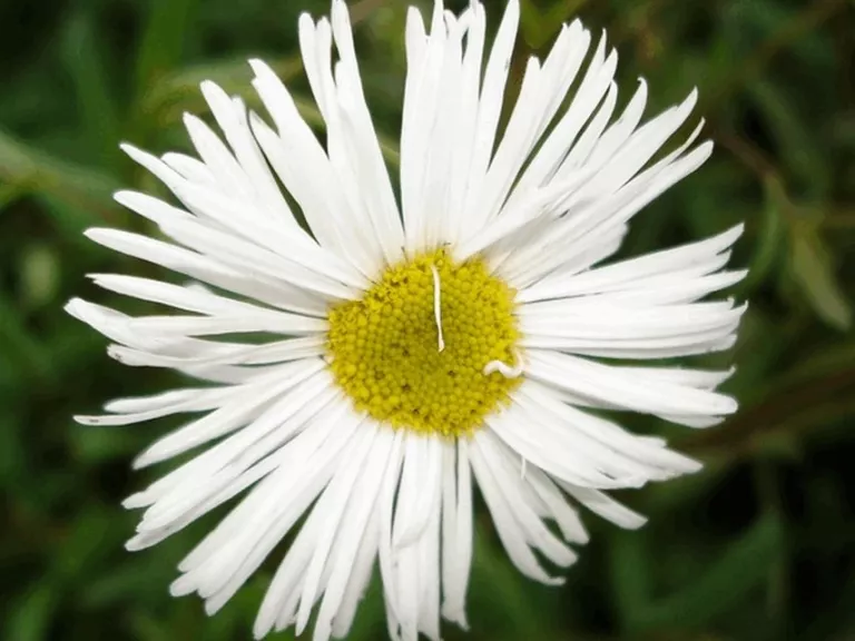 Erigeron hybride 'Sommerneuschnee'