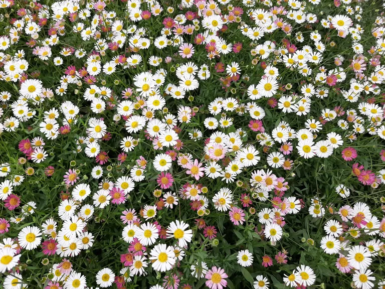 Erigeron karvinskianus