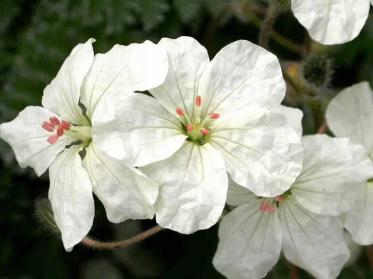 Erodium chrysanthum