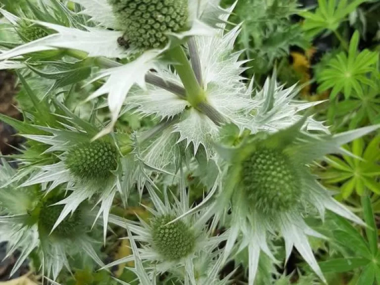 Eryngium giganteum