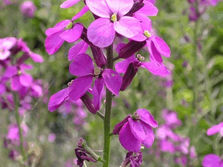 Erysimum linifolium 'Bowles Mauve'
