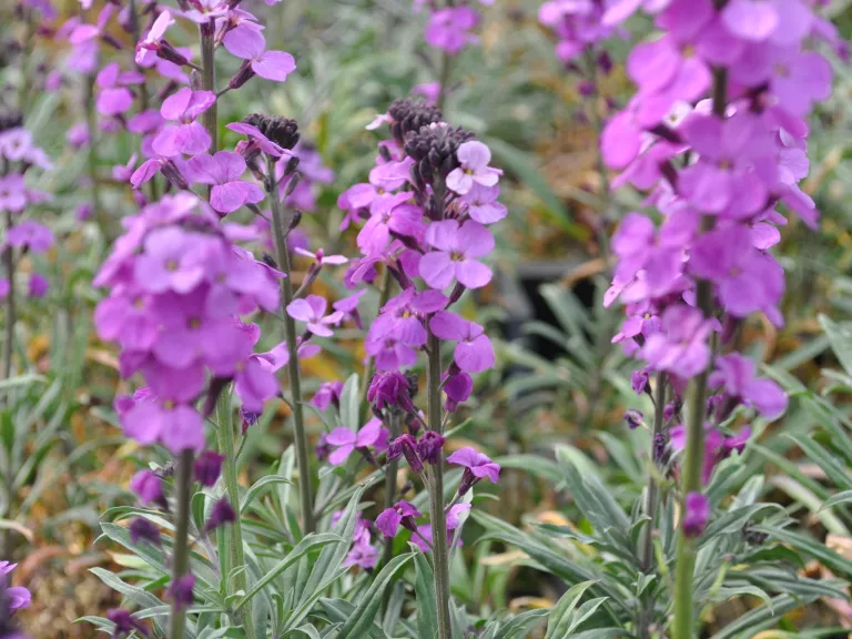 Erysimum linifolia 'Bowles Me Away'