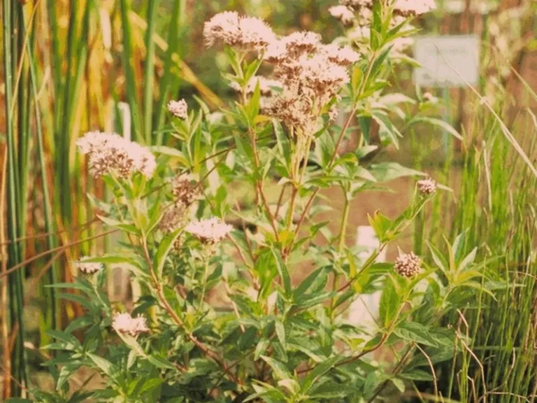 Eupatorium cannabinum
