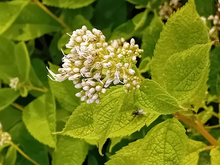 Eupatorium maculatum 'Album'