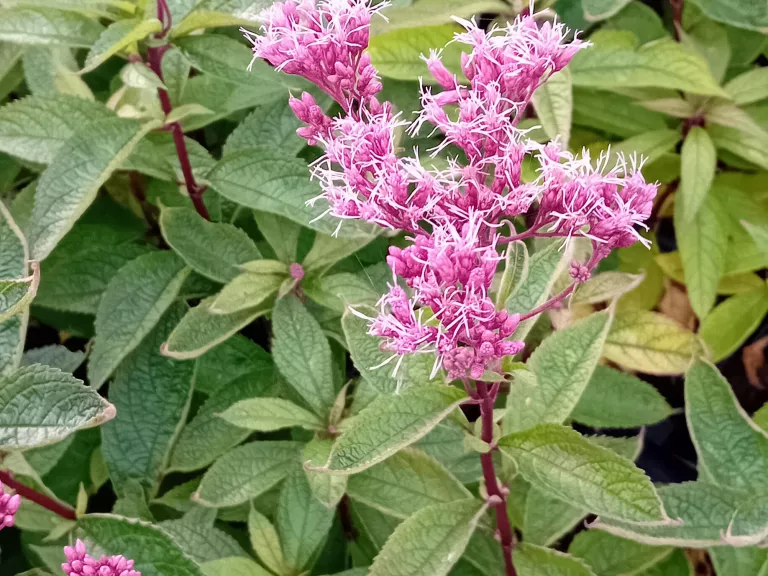 Eupatorium maculatum 'Little Pye' ®