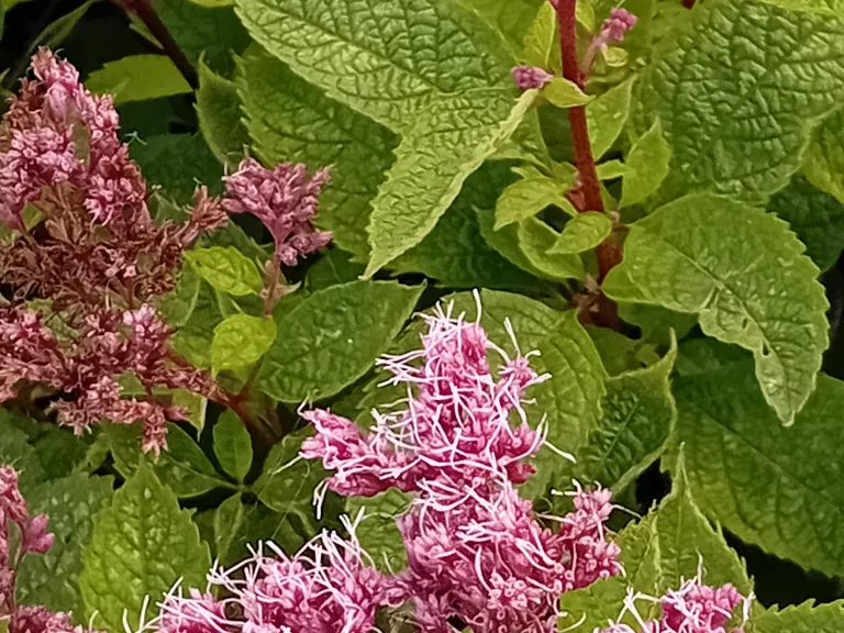 Eupatorium maculatum 'Red Dwarf'