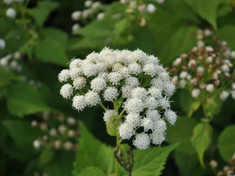 Eupatorium rugosum 'Braunlaub'