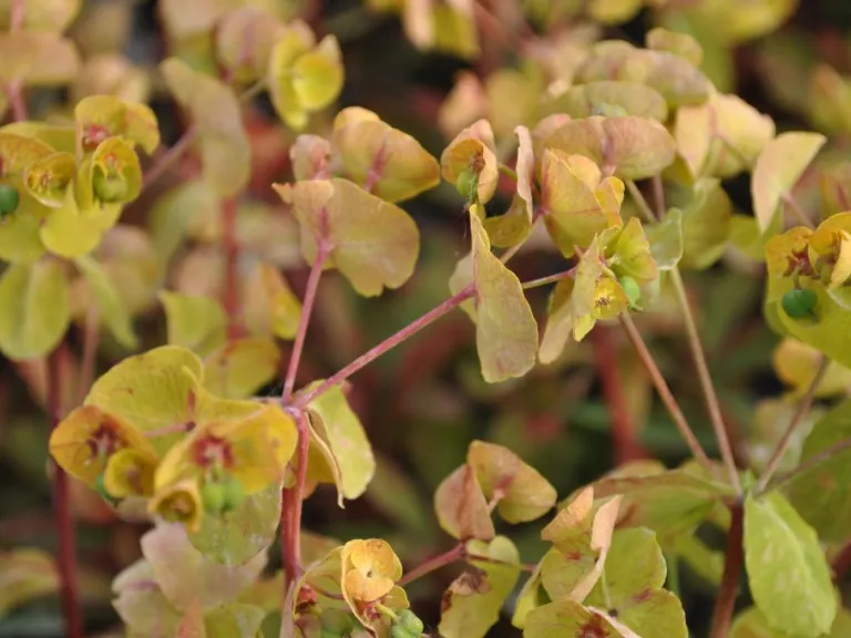 Euphorbia amygdaloides 'Purpurea'