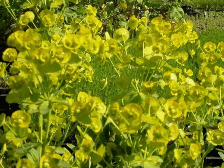 Euphorbia amygdaloides var.robbiae