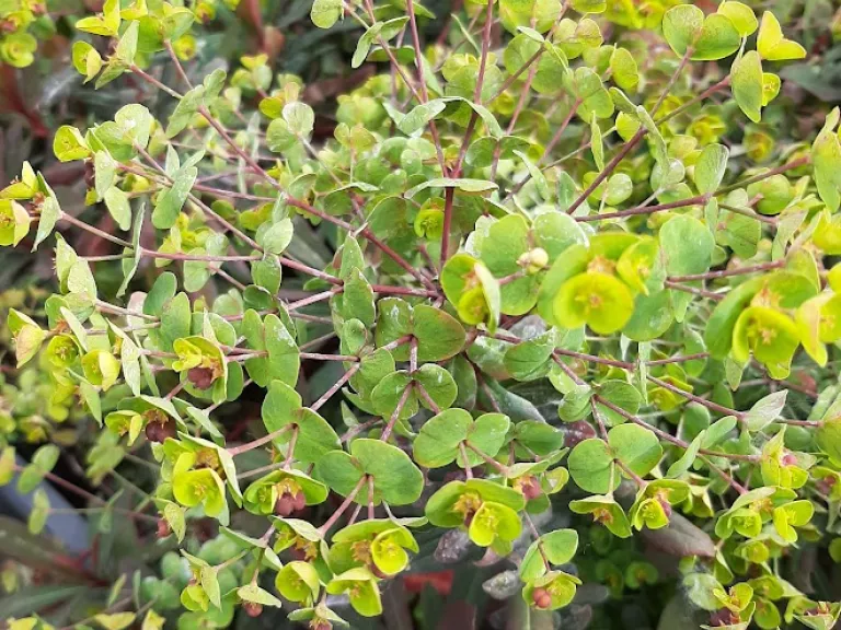 Euphorbia amygdaloides 'Ruby Glow'