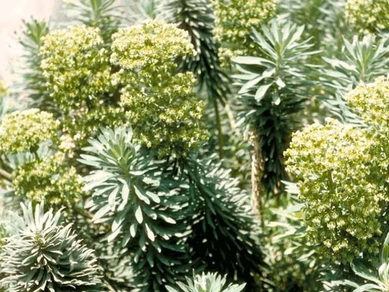 Euphorbia characias ssp characias