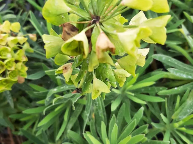 Euphorbia characias 'Purple and Gold'