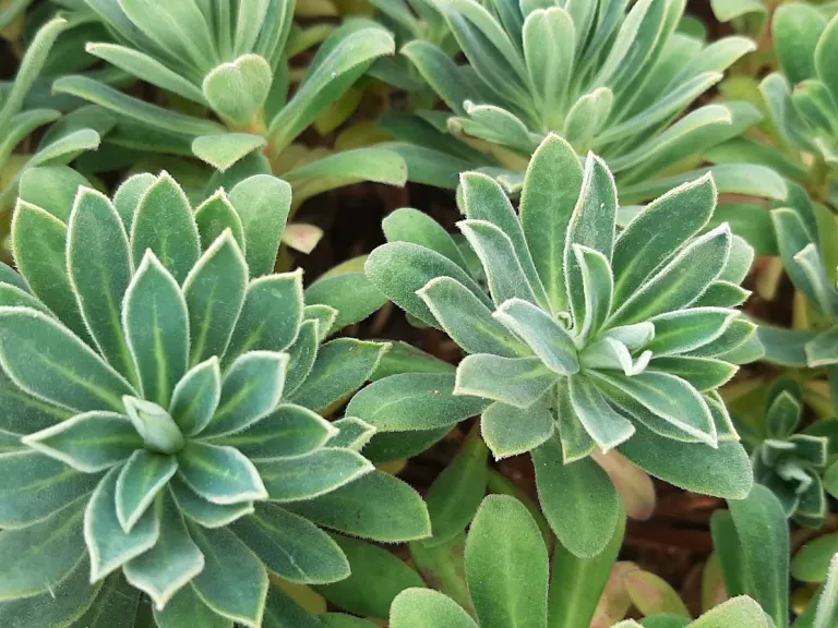 Euphorbia characias 'Portuguese Velvet'