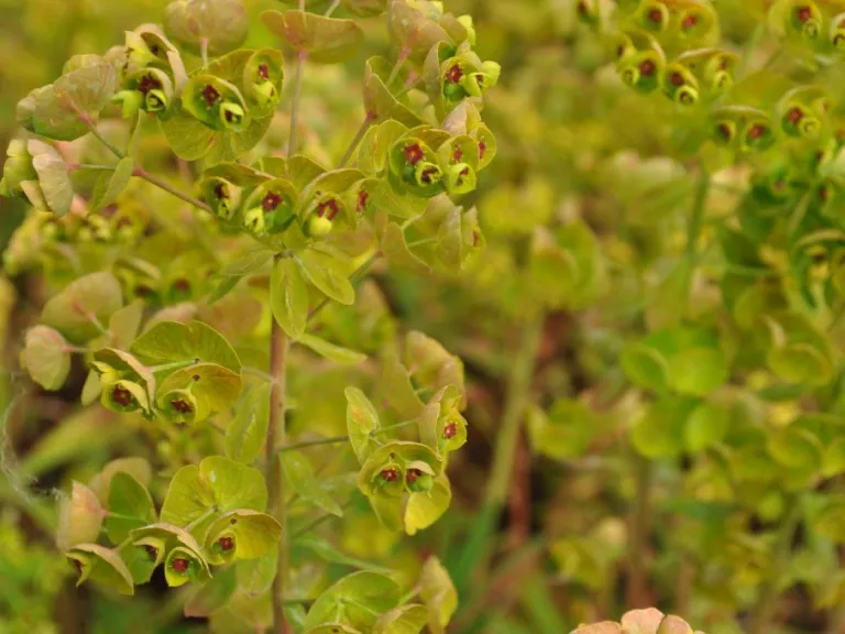 Euphorbia martinii