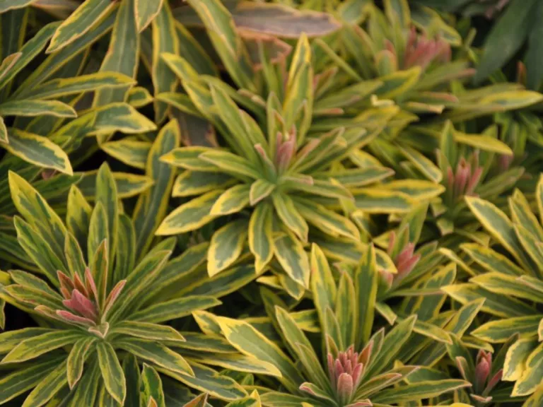 Euphorbia martinii 'Ascot Rainbow'