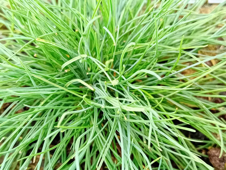 Festuca glauca