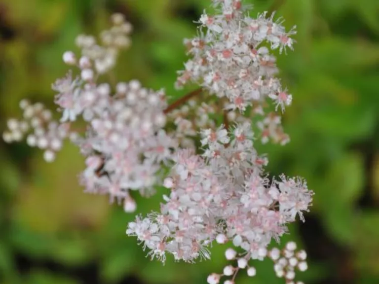 Filipendula palmata 'Nana'
