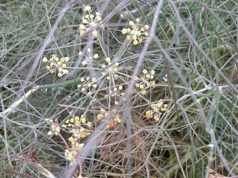 Foeniculum vulgare 'Purpureum'