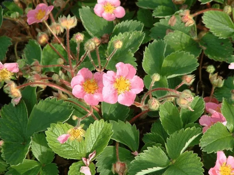 Fragaria hybride 'Pink Panda'