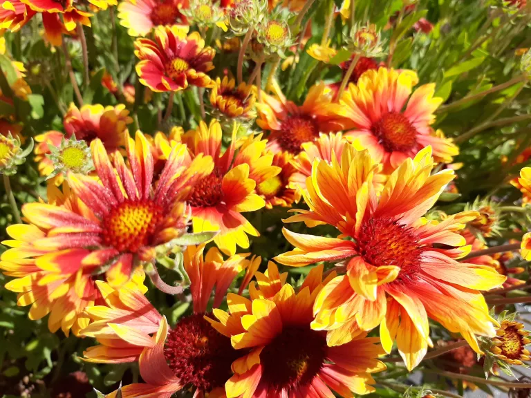 Gaillardia hybride 'Kobold'