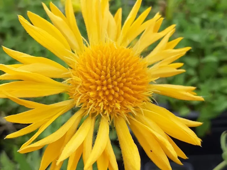 Gaillardia hybride 'Maxima Aurea'