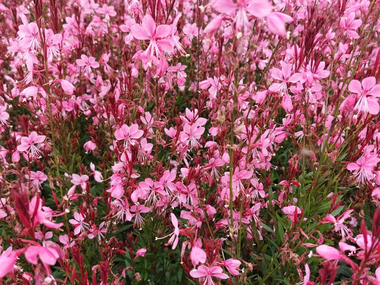 Gaura lindheimeri 'Baby Butterfly Dark Pink' ®
